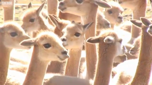 Annual ‘Rodeo of the Andes’ as wild vicunas are rounded up